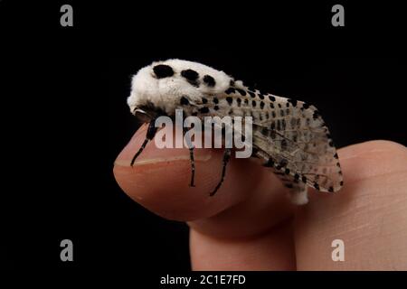 Wood leopard moth Zeuzera pyrina isolated on a white background Stock Photo