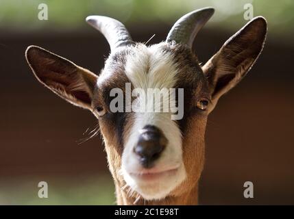 domestic goat (Capra hircus, Capra aegagrus f. hircus), portrait, Germany, Europe Stock Photo