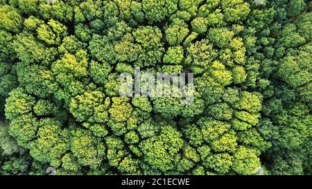 Aerial top view of green trees forest as natur background Stock Photo