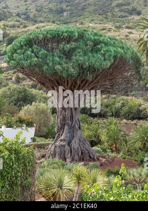 The famous dragon tree Drago Milenario in the botanical garden of Icod de los Vinos in Tenerife, Canary Islands, Spain Stock Photo