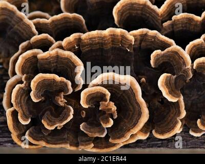 Closeup of a brown patterned fungus growing on a fallen tree trunk seen from above Stock Photo