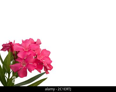 Isolated pink Oleander flowers with leaves on white background. Stock Photo