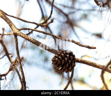 Female Cone of Pinus kesiya or Khasi pine with branch, on tree. Daytime, sky background. Stock Photo