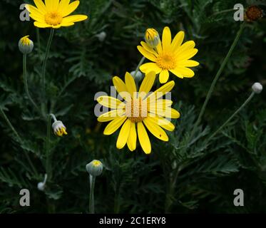 This small lovely yellow flowers are Dyssodia tenuiloba and also; Dahlberg Daisy, Gold Carpet, Golden Fleece, Prickly Leaf, Shooting Star. Stock Photo