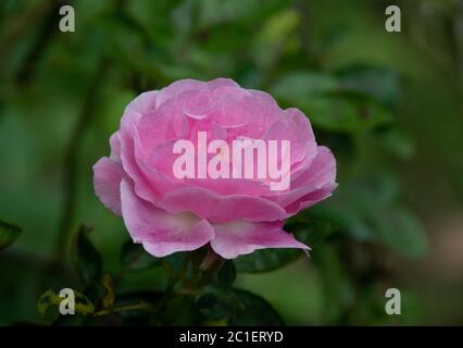 Gentle pink rose in natural green background. Stock Photo