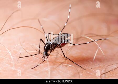 Dengue, zika and chikungunya fever mosquito (aedes albopictus) bitting human skin Stock Photo