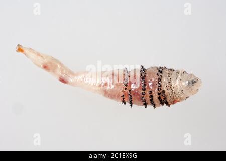 Human botfly larva - Dermatobia hominis Stock Photo