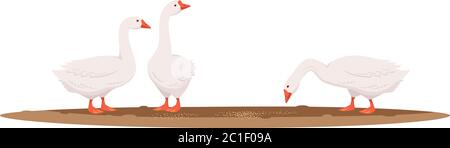 Feeding geese semi flat RGB color vector illustration Stock Vector