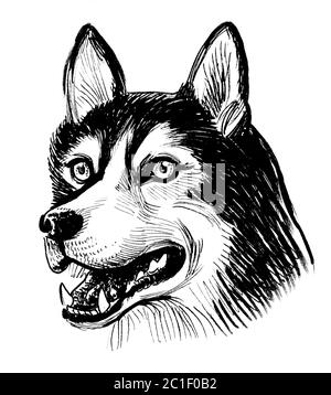 Husky dog head, Ink black and white illustration Stock Photo - Alamy