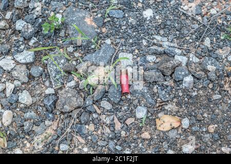 Used and empty shotgun shell from a rifle left and discarded laying on the ground decaying outdoors Stock Photo