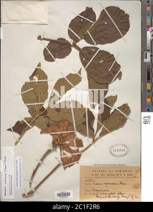 Handroanthus ochraceus subsp ochraceus Handroanthus ochraceus subsp ochraceus. Stock Photo