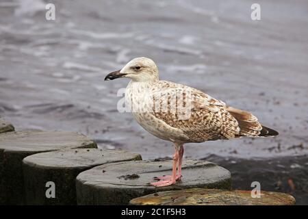 young seagull on wooden buhne on the baltic sea Stock Photo