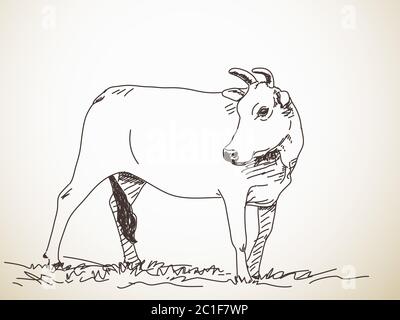 Hand-drawn Vector illustration of an Cow riding a BBQ barrel Stock ...