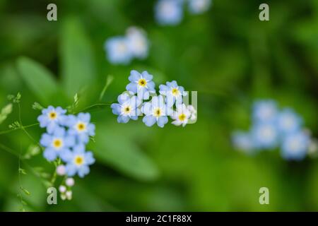 Forget Me Not Flowers in Springtime Stock Photo