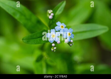 Forget Me Not Flowers in Springtime Stock Photo