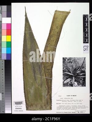 Agave polyacantha Agave polyacantha. Stock Photo