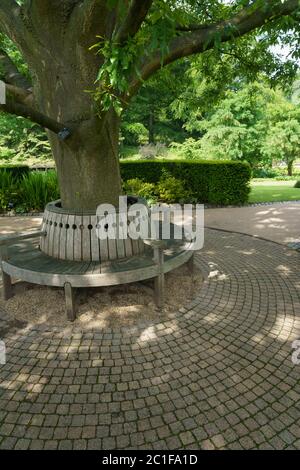 An ornamental circular wooden seat that is built around a Chestnut-leaved oak or 'Green Spire' tree, Harrogate, North Yorkshire, England, UK. Stock Photo