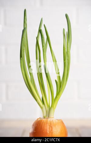 Onions with sprouted green onions with water drops in a white ceramic pot isolated on a white natural background. The concept of summer, spring, new l Stock Photo