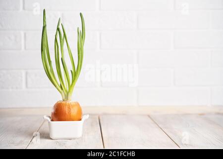 Onions with sprouted green onions with water drops in a white ceramic pot isolated on a white natural background. The concept of summer, spring, new l Stock Photo