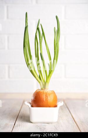Onions with sprouted green onions with water drops in a white ceramic pot isolated on a white natural background. The concept of summer, spring, new l Stock Photo