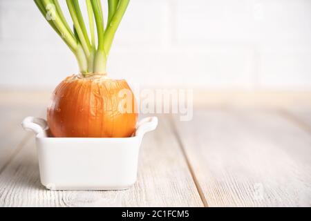 Onions with sprouted green onions with water drops in a white ceramic pot isolated on a white natural background. The concept of summer, spring, new l Stock Photo