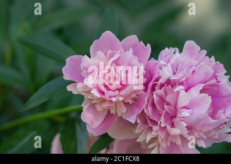 Peony Flower in Bloom in Springtime Stock Photo