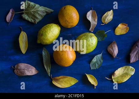 Lemons, oranges and a variety of leafs on a blue background Stock Photo