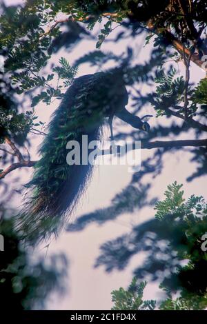 A peafowl on a tree in Indian wildlife forest Stock Photo