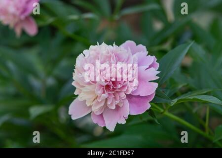 Peony Flower in Bloom in Springtime Stock Photo