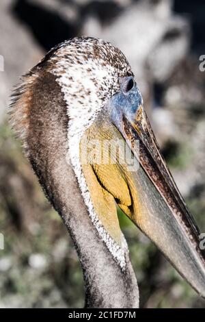 Colorful Brown Pelican Portrait Close Up in Pismo Beach, California Stock Photo