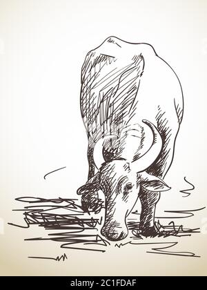 Sketch of grazing buffalo, Hand drawn illustration Stock Vector Image ...