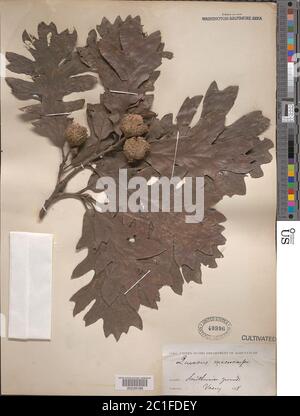 Quercus macrocarpa Michx Quercus macrocarpa Michx. Stock Photo