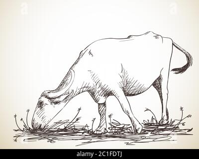 Sketch of grazing buffalo, Hand drawn illustration Stock Vector Image ...