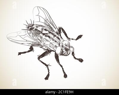 insect fly sketch hand drawn vector Stock Vector Image & Art - Alamy