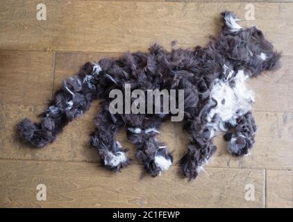 black and white cat made from trimmed cat fur on a wooden floor Stock Photo