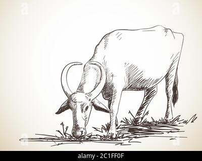 Sketch of grazing buffalo, Hand drawn illustration Stock Vector Image ...