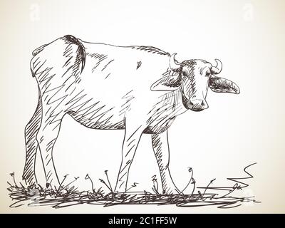 Sketch of buffalo, Hand drawn illustration Stock Vector Image & Art - Alamy