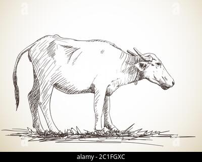 Sketch of buffalo, Hand drawn illustration Stock Vector Image & Art - Alamy