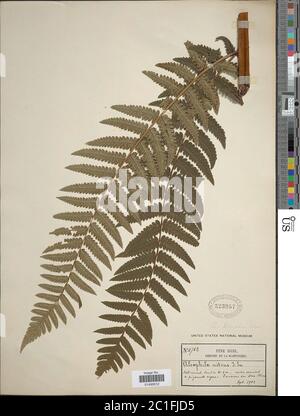 Cyathea aspera L Aiton Cyathea aspera L Aiton. Stock Photo