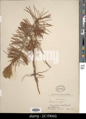Pinus contorta var latifolia Engelm ex S Watson in C King Pinus contorta var latifolia Engelm ex S Watson in C King. Stock Photo