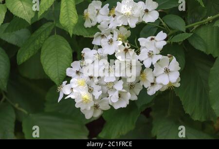 Flowering jasmine, (Jasminum officinale) June Stock Photo