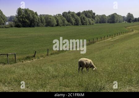 Grazing sheep, June, Auenlandschaft Niederrhein, North Rhine-Westphalia, Germany, Europe Stock Photo