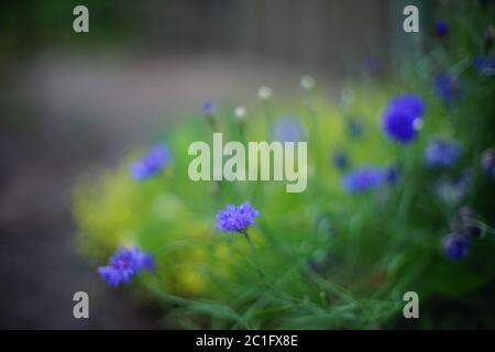 garden blue flowers cornflower grow in the summer. Stock Photo