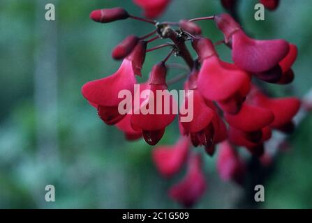 Poitea punicea Urb Lavin Poitea punicea Urb Lavin. Stock Photo