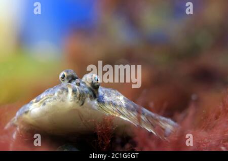 eye pair of flatfish turbot scophthalmus maximus Stock Photo