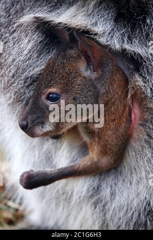 kangaroo baby joey in mother's pouch-red nwallaby macropus rufogriseus Stock Photo