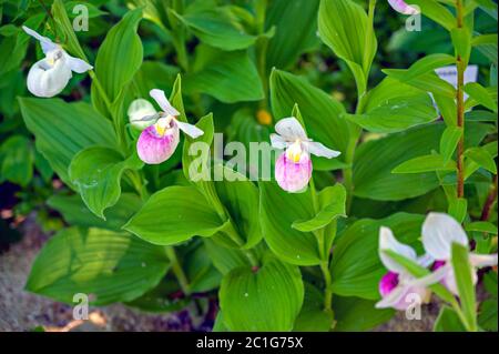 flourishing queen's lady's-slipper in a flower bed Stock Photo