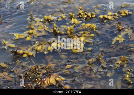 yellow and green seaweed floating on top of water in rock pool Stock Photo