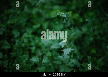 Wet green grass in raindrops, dark summer field Stock Photo