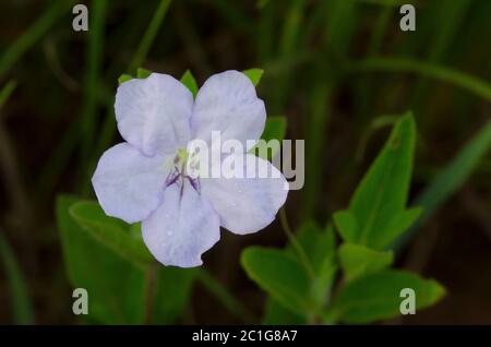 Prairie Petunia, Ruellia humilis Stock Photo